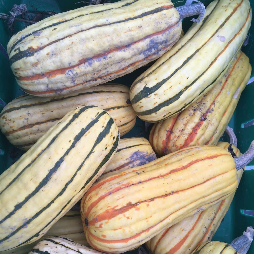 Courge Delicata Zeppelin (semences bio)