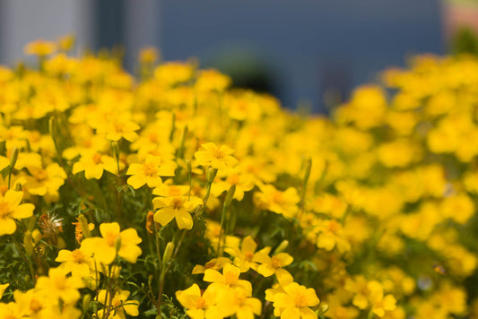 Tagète Little Gem (6 plants)
