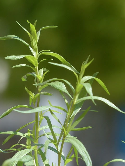 Estragon français (plant)