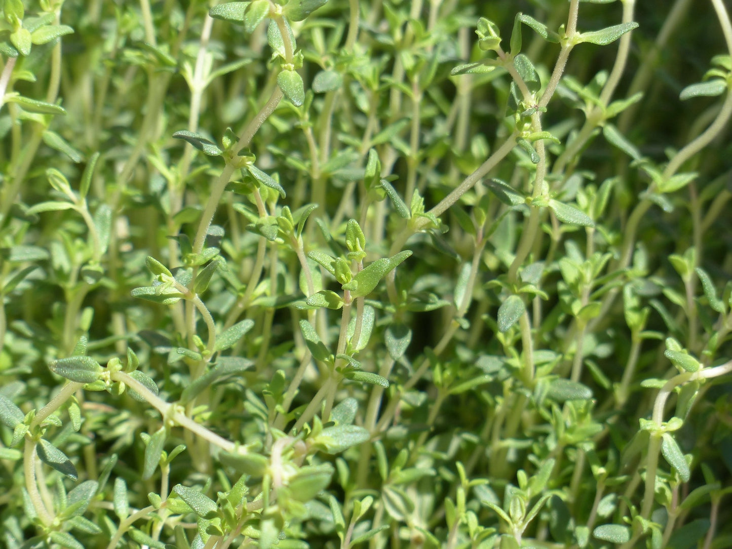Thym (plant)