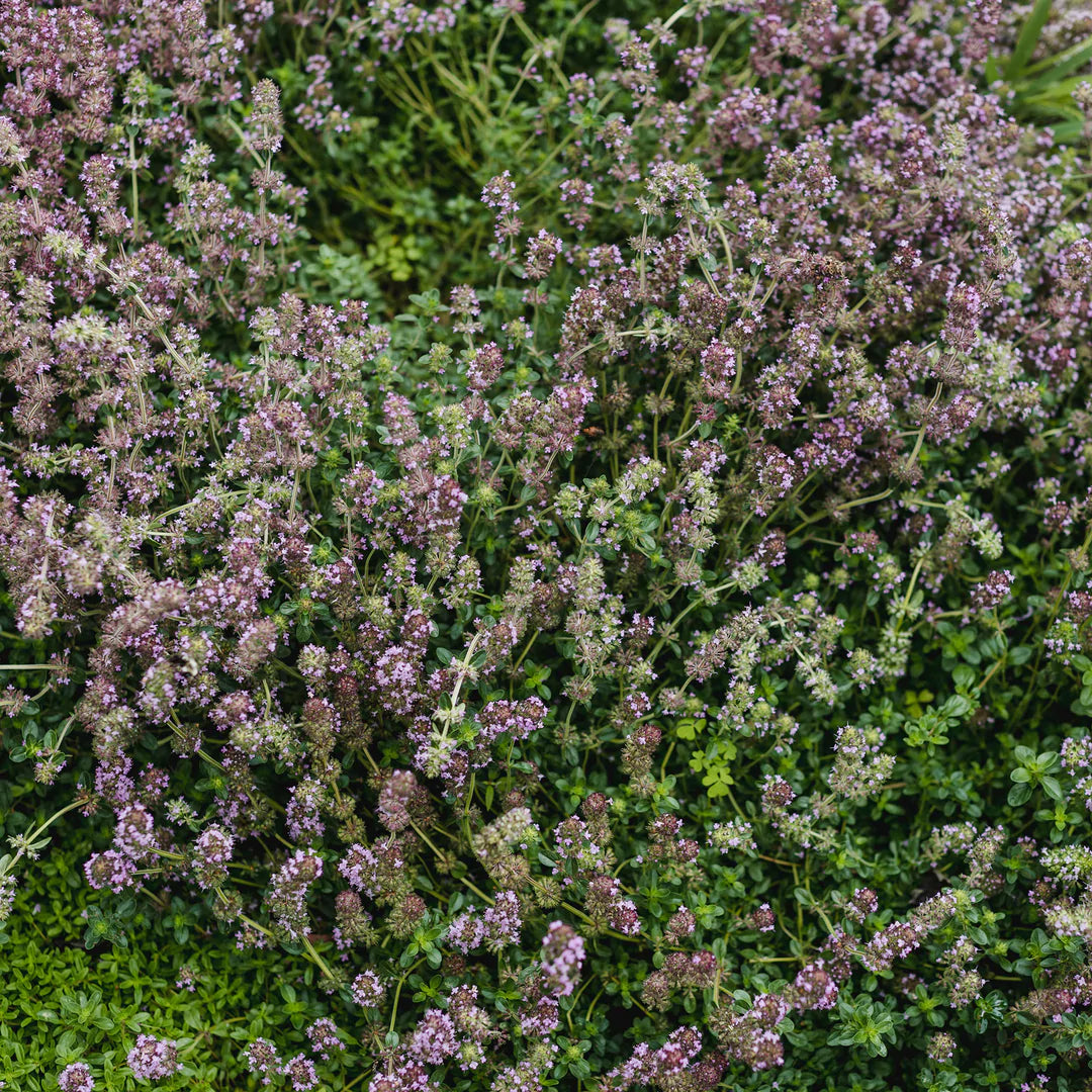 Thym serpolet en fleurs.