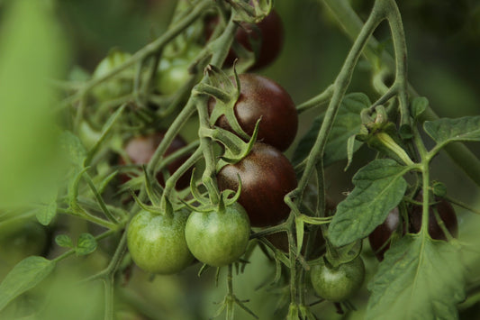 Tomate Black Cherry (plant)