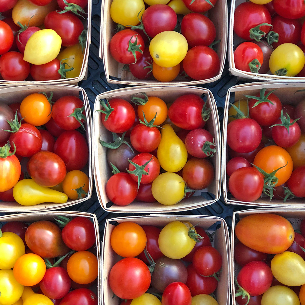 Tomate en mélange petits fruits (semences bio)