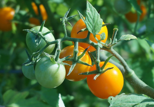 Tomate Ida gold (plant)