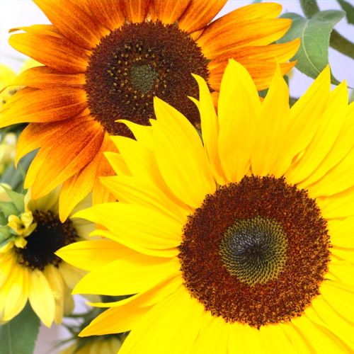Tournesol d'ornement en mélange (semences bio)