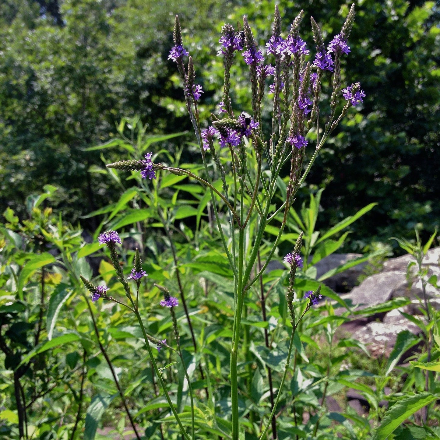 Verveine hastée (semences)
