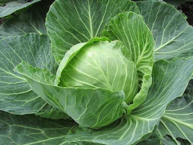 Chou vert (4 plants)