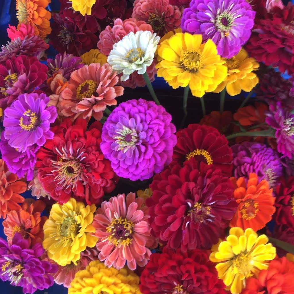 Zinnia Mélange (semences bio)