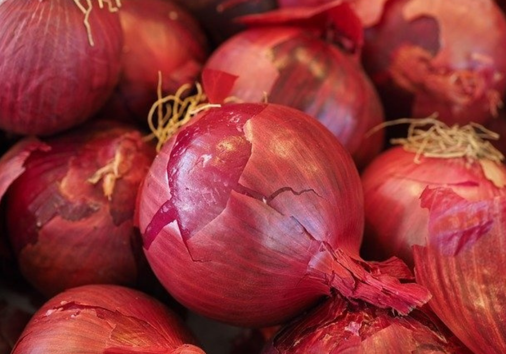 Grains de kéfir de fruits – Les Urbainculteurs boutique