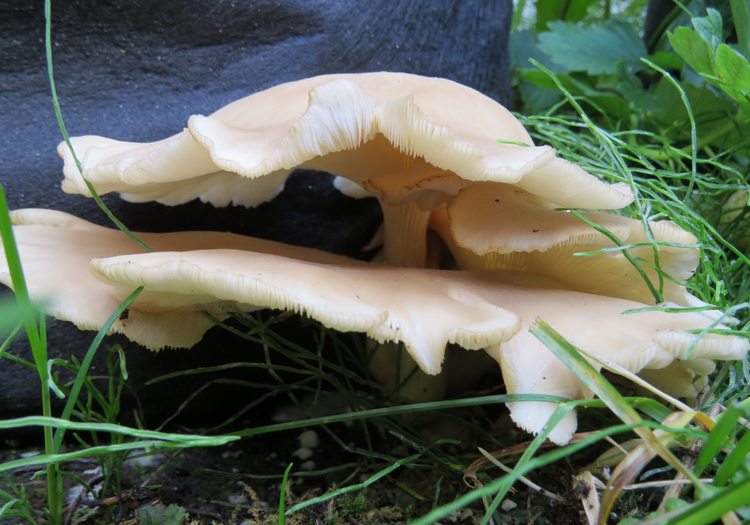 Champignons Biologiques Cultivés Dans Une Ferme De Champignons Moderne  Photo stock - Image du industriel, ferme: 271004418