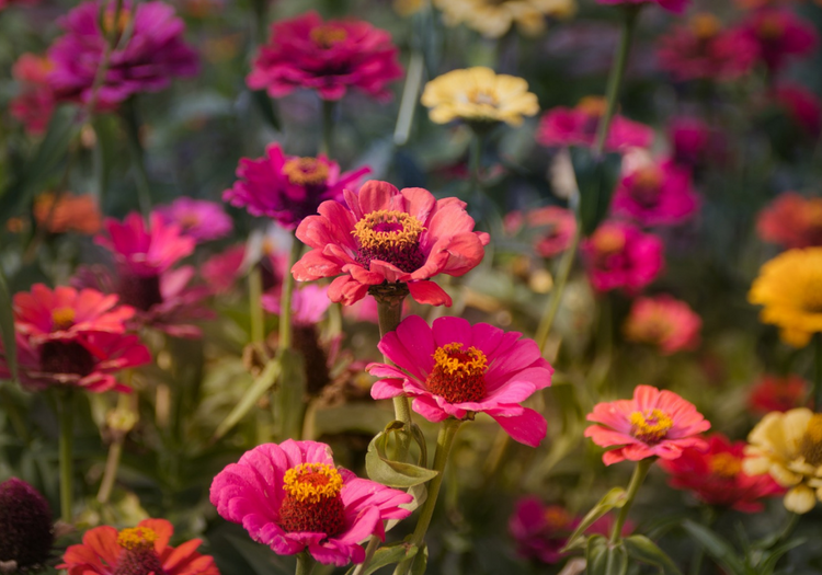 Fleurs et prés fleuris