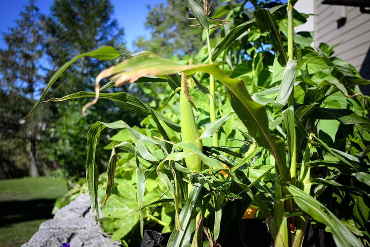 Produit de la saison été