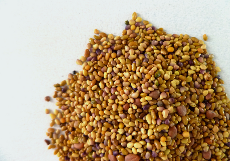 Pousses et germinations