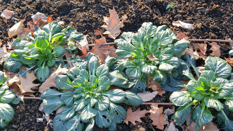 Produits de la saison automne