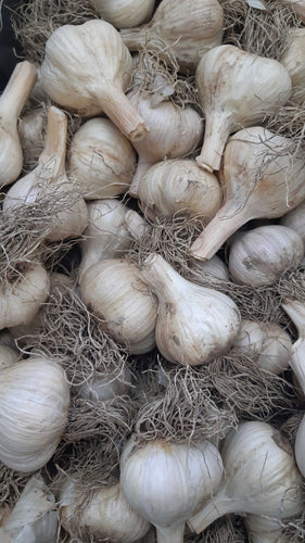 Têtes de bulbe d'ail