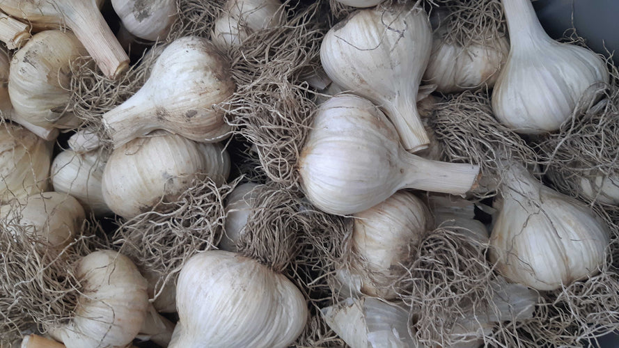 Têtes de bulbe d'ail