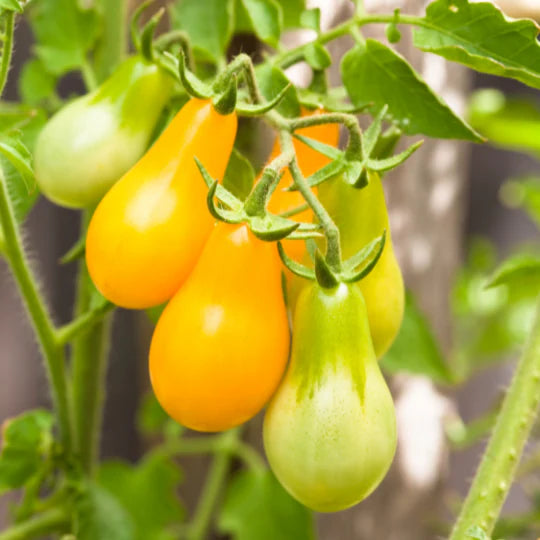 Tomate Cerise Poire Jaune (plant)