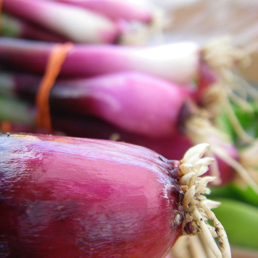 Oignon rouge Red Baron (semences bio)