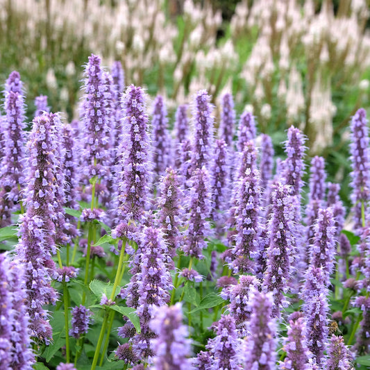 Agastache fenouil