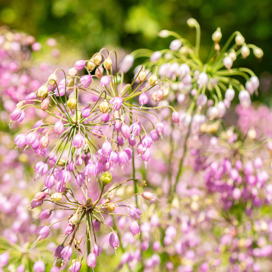 Ail penché (semences)