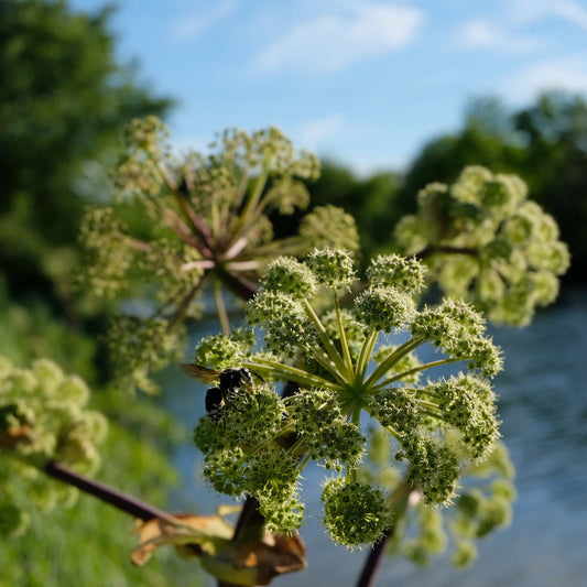 Angélique noire pourpre