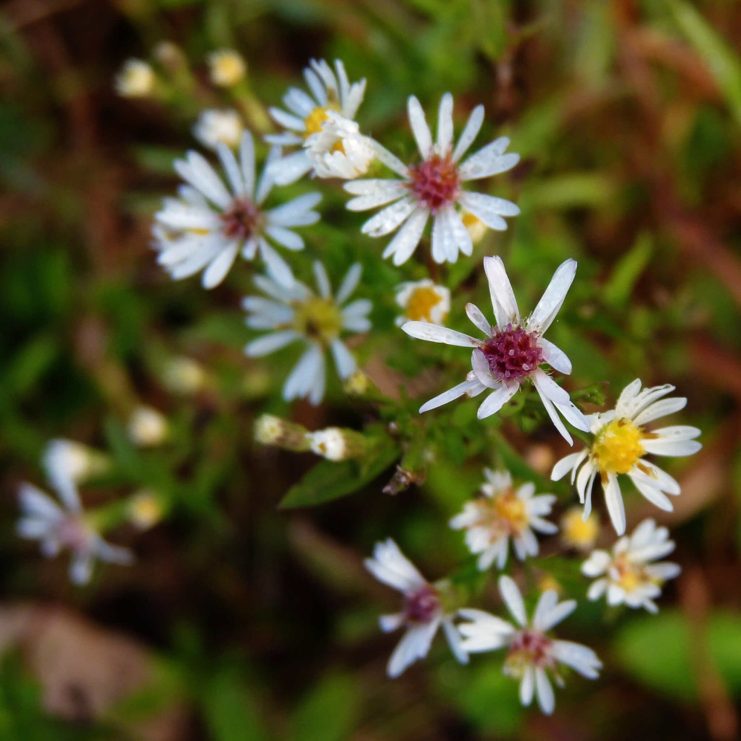Aster latériflore (semences)