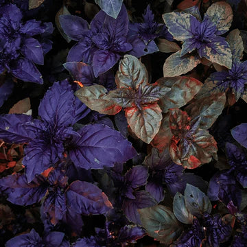 Basilic mauve (plant)