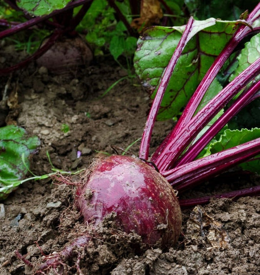 Betterave Crosby's Egyptian (semences bio)