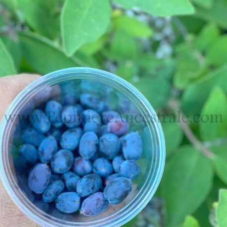 Camerisier Boreal Beast 1 an