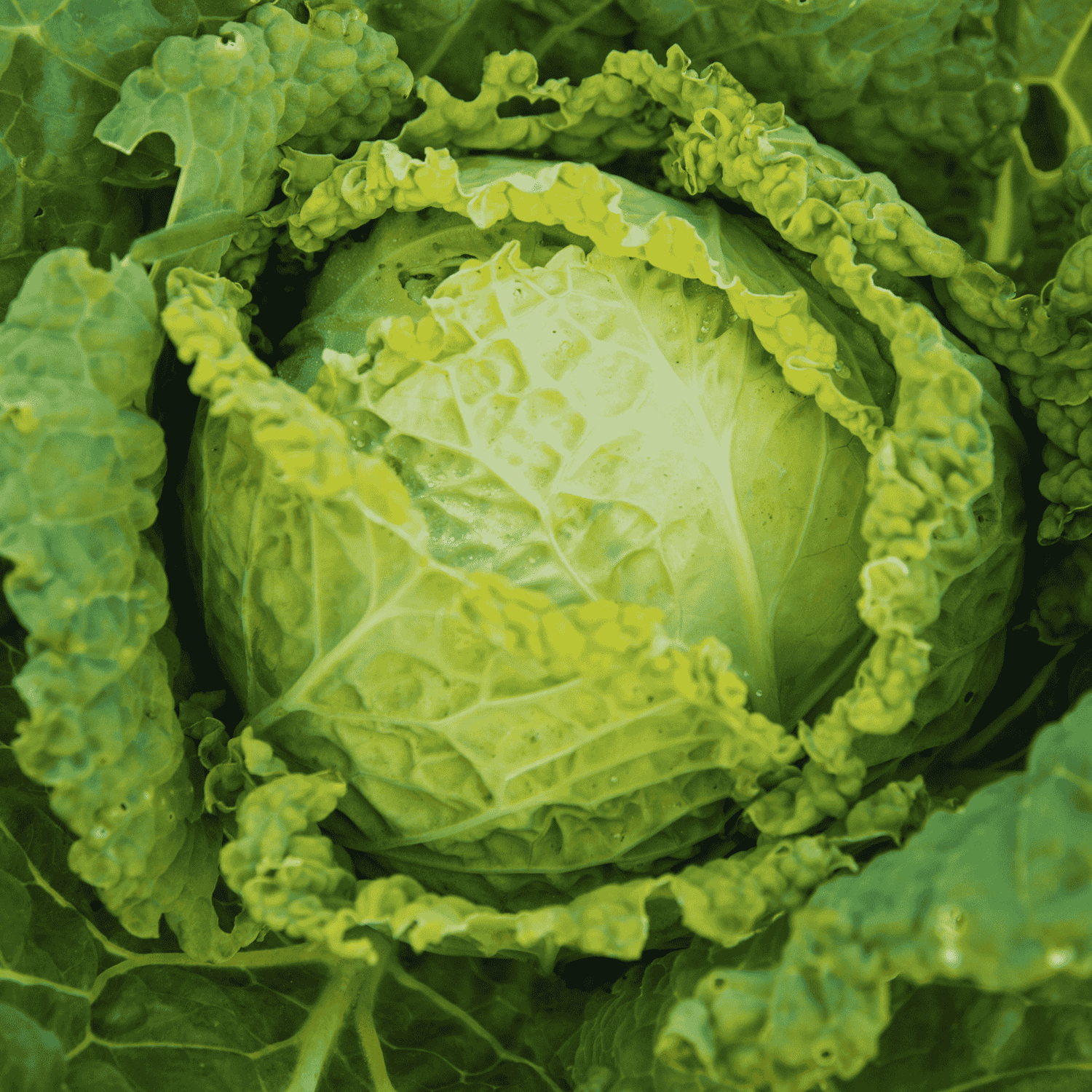 Chou pommé Savoie Winter King