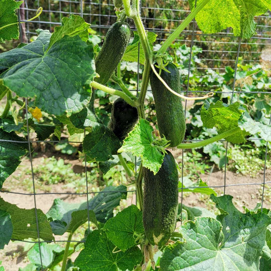 Concombre Cornichon (plant)
