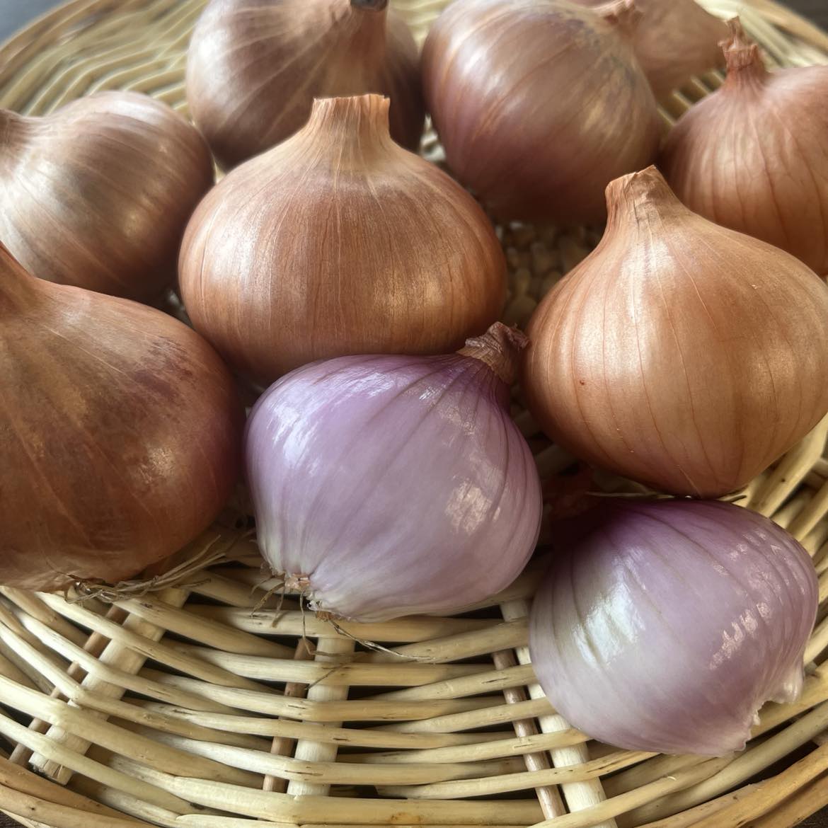 Échalote Val-aux-Vents