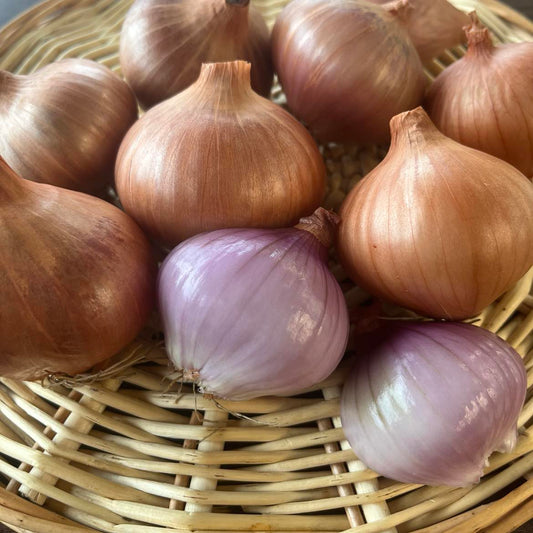 Échalote Val-aux-Vents