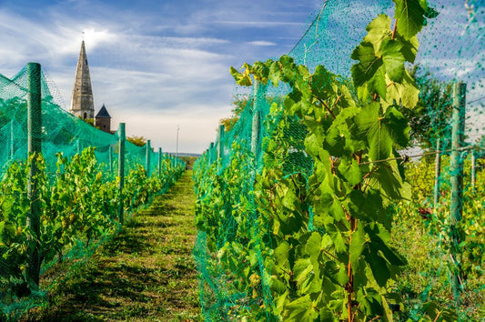 Filet anti-oiseaux ProtekNet 5 m X 15 m