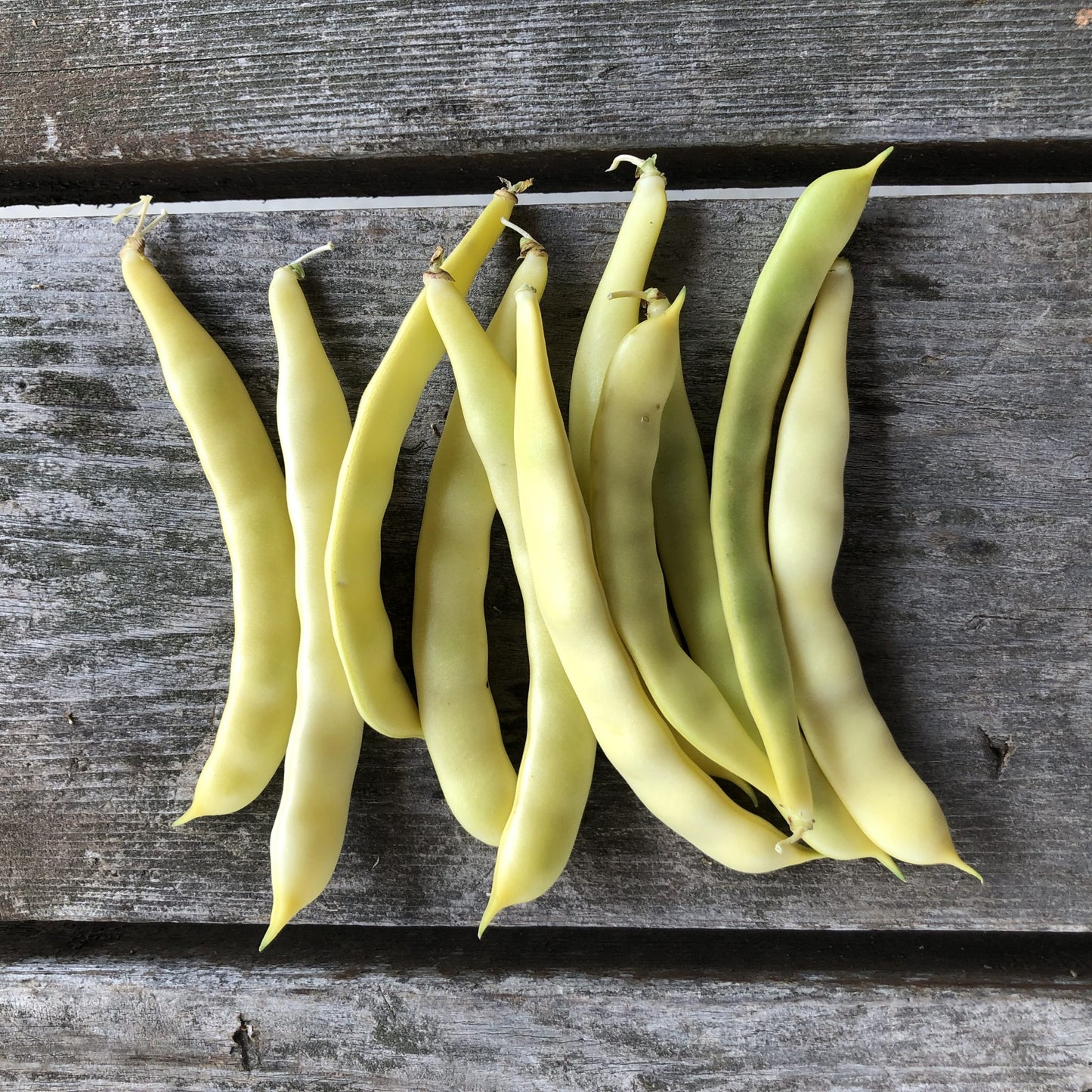 Haricot grimpant Grand-maman Dinel