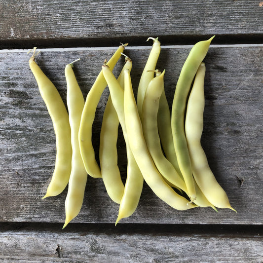 Haricot grimpant Grand-maman Dinel