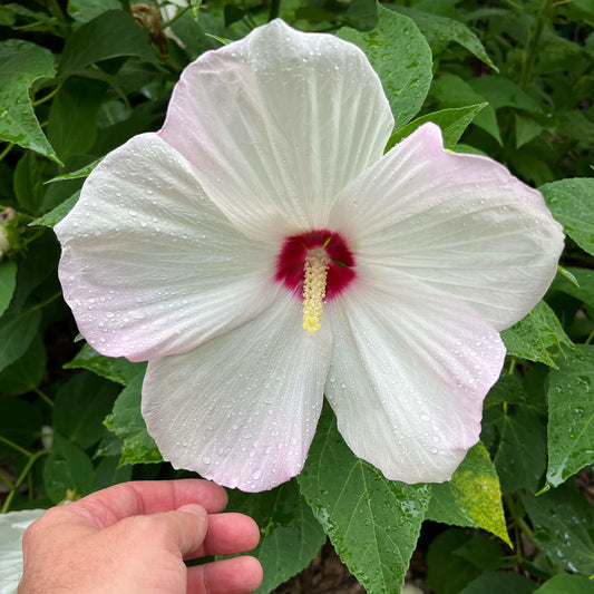 Hibiscus vivace (Ketmie des marais)