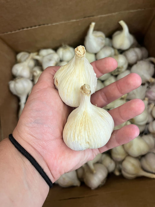 Ail biologique Music - unité