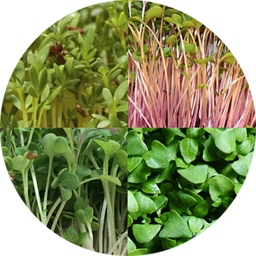 Kits de pousses Novagrow