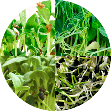 Kits de pousses Novagrow