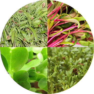 Kits de pousses Novagrow