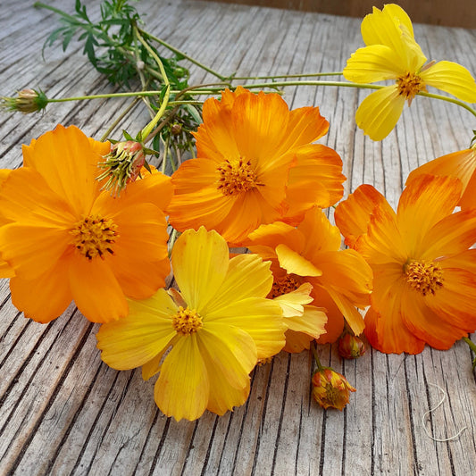 Cosmos sulfureux (semences bio)