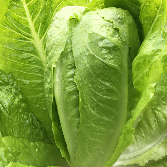 Laitue romaine verte Jericho (semences bio)