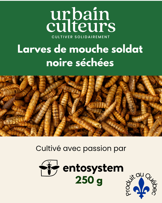 Larves de mouche soldat noire sechees