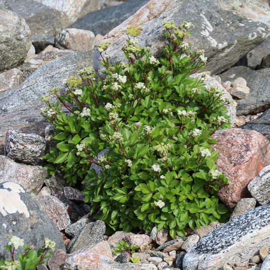 Livèche d'Écosse (Persil de mer)