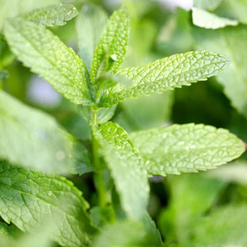 Menthe verte (plant)