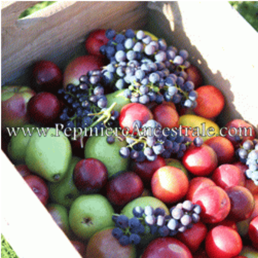 Nectarinier Fantasia 2 ans