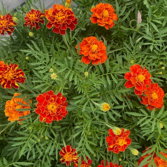 Oeillet d'Inde Spanish Brocade