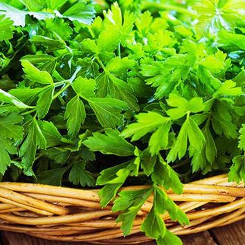 Persil Italien (plant)
