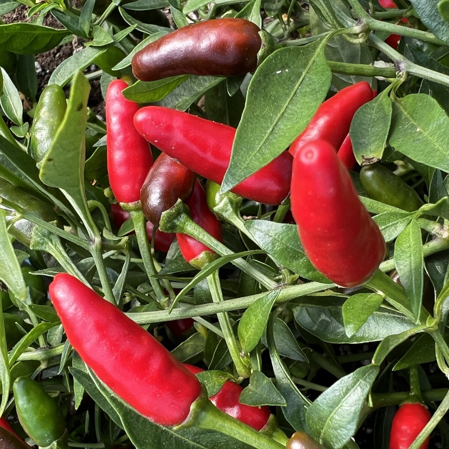 Piment Piri-Piri